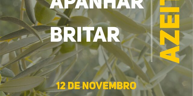 cartaz_apanha_da_azeitona_19