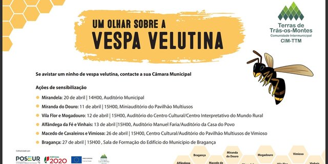 um_olhar_sobre_a_vespa_velutina