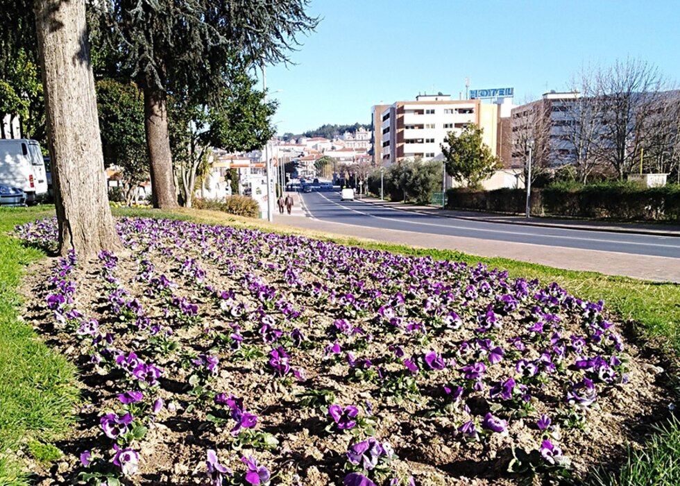 Plantas-Mirandela